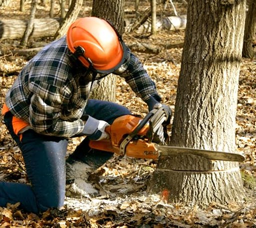 Tree Removal in Wheaton, IL